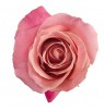 Роза «Hermosa» 