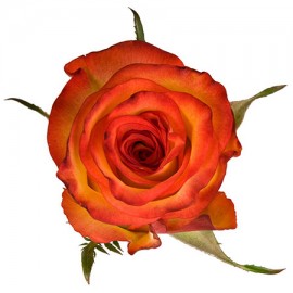 Роза «High Orange» 