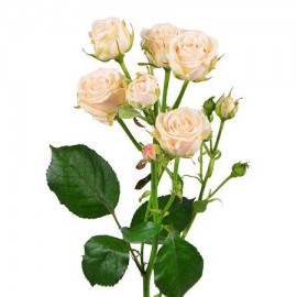 Роза кустовая кремовая