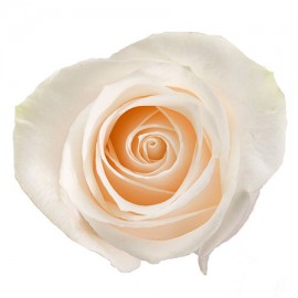 Роза «Vendela» 